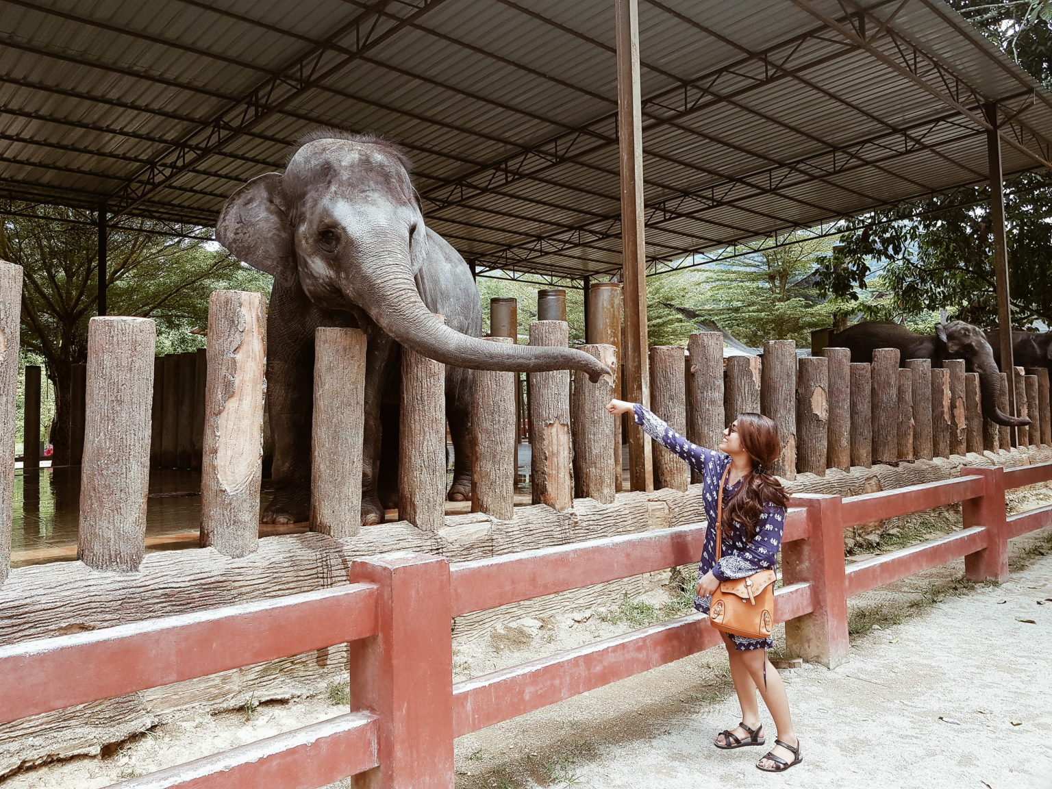 Kuala Gandah Elephant Conservation Centre - Inspired by Cherisha